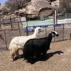 نجديات