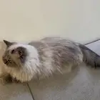 قطه للتبني