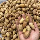 بديرة كفو