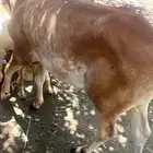 اذكروا الله وصلوا عليه النبي محمد علجلا البيع عمرها خمس شهو