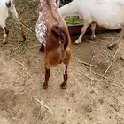 تيس وجفره