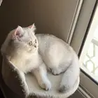 قطة بريتش معقمه