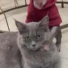 بسه شيرازي اسود جميلة جدا