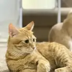 تبني