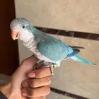 ببغاء كويكر اليف وهدد ومتكلم