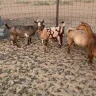 معزا جنوبية