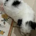 كلاب مالتيز للبيع