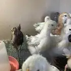 صوص لوهمان بروان