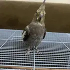 طائر كروان اليف