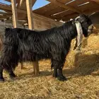 للبيع تيس خصم