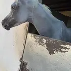 حصان