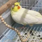 كروان انثى لاتينو للبيع