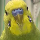 طير البادجي