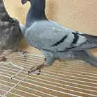 جوز هومر مستوى فاخر