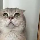 قط بريتش لتزاوج