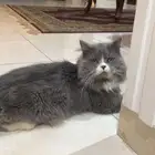 قط شيرازي هيمالايا تزاوج
