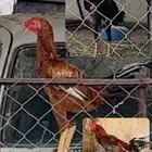 جاج