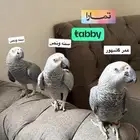 ثلاث كاسكوات اليفه وتكلمه واحد عمره 6 شهور متوفر تابي تمارا