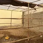بايكة خيل