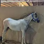 مهر عربي