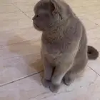 قطه اسكوتش فولد