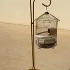 شبك طيورك