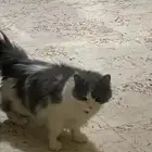 شيرازي انثى عرضتها للتبني عمرها سنه مطعمه وليست معقمه
