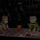 قطه سكوتش فولد عمرها اربع شهور ونص انثى