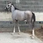 مهر للبيع
