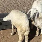 خروفين ورخل للبيع