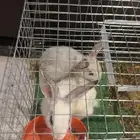 ارانب للبيع