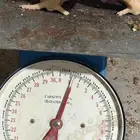 دجاج لاحم لحم العمر 21 يوم