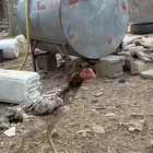 دجاج باكستاني