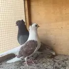 اجواز قنادي