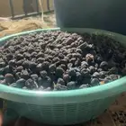 زبيب حماط   تين مجفف