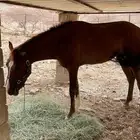 حصان شعبي للبيع