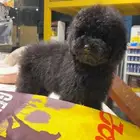 للبيع جرو بيور توي بودل مستوى عالي لون ملكي