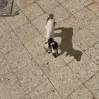 ماعز جفار تيوس