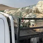 توصيل حلال