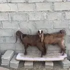 تيس وعناق