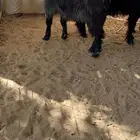 جذعات عوارض خصم