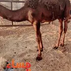 قعدان