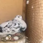 نفاخ اسباني