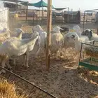 غنم حريات حيل