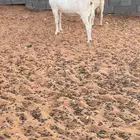 معزا حصيب قريب ولاده