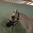 حصان