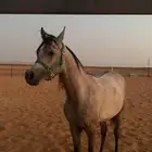 مهر واهو مكس اقبل بدل بحصان
