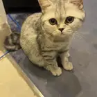 قط سكوتش ستريت