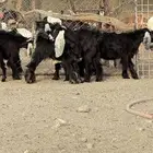 تيوس عارضية كفوا