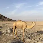 بكره مفروده للبيع الرقم